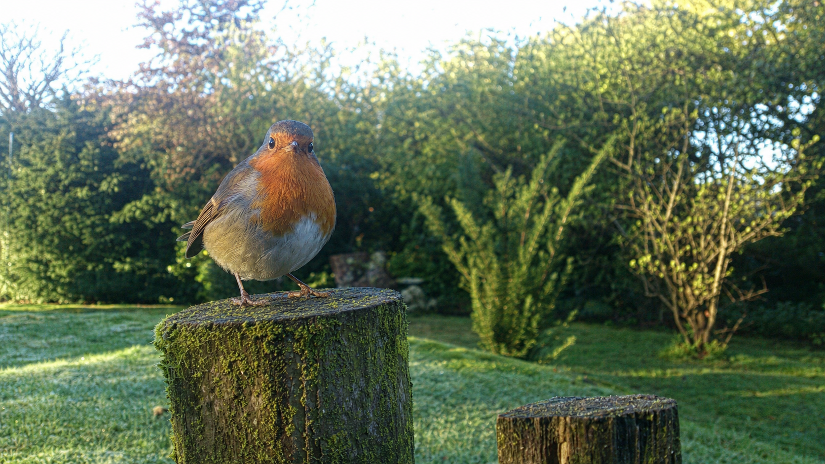 Trail-cam photo of a robin on a mossy fence post in morning light